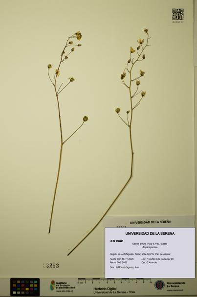 Oziroe biflora [Espécimen: ULS:ULS:0023283]