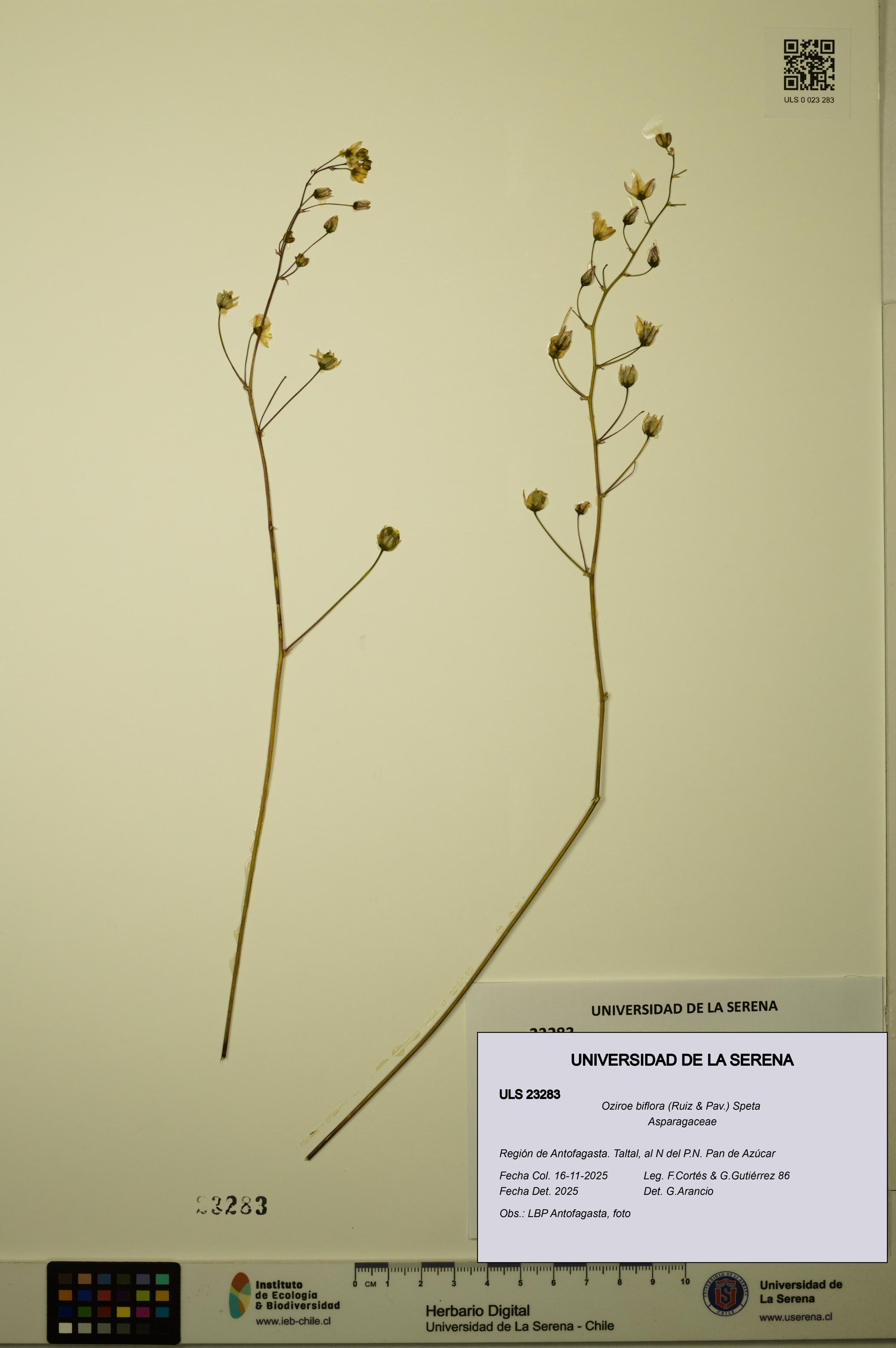 Oziroe biflora [Espécimen: ULS:ULS:0023283]