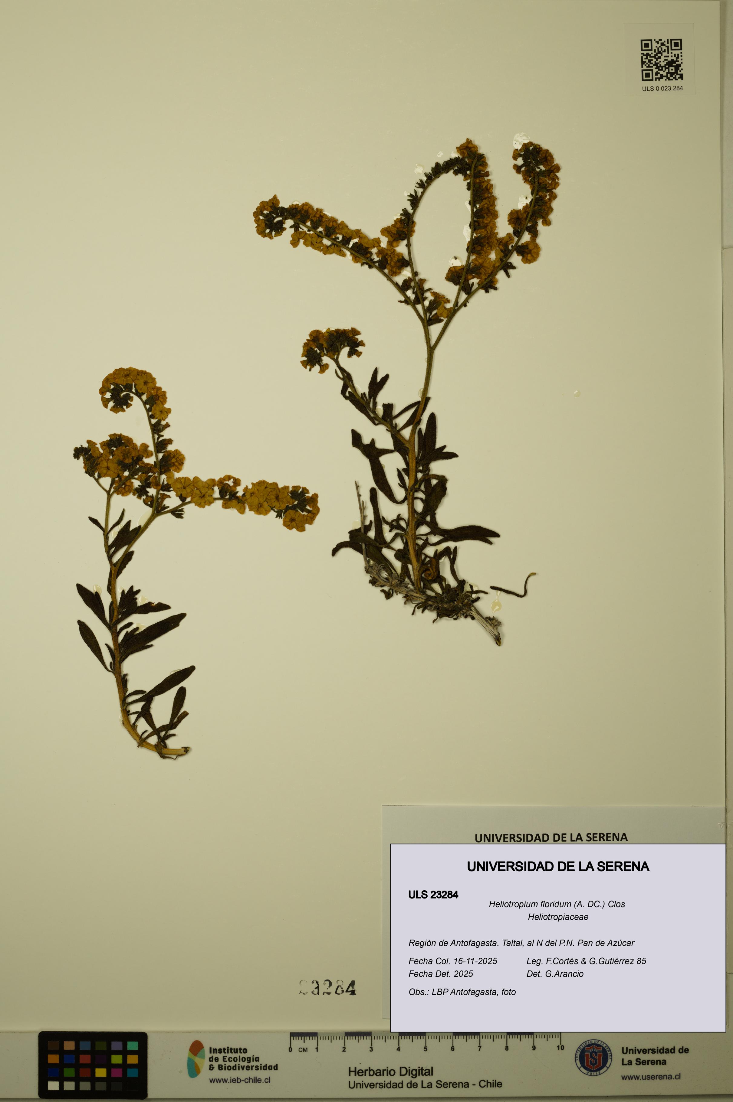 Heliotropium floridum [Espécimen: ULS:ULS:0023284]