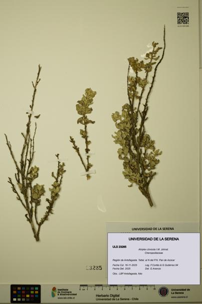 Atriplex clivicola [Espécimen: ULS:ULS:0023285]