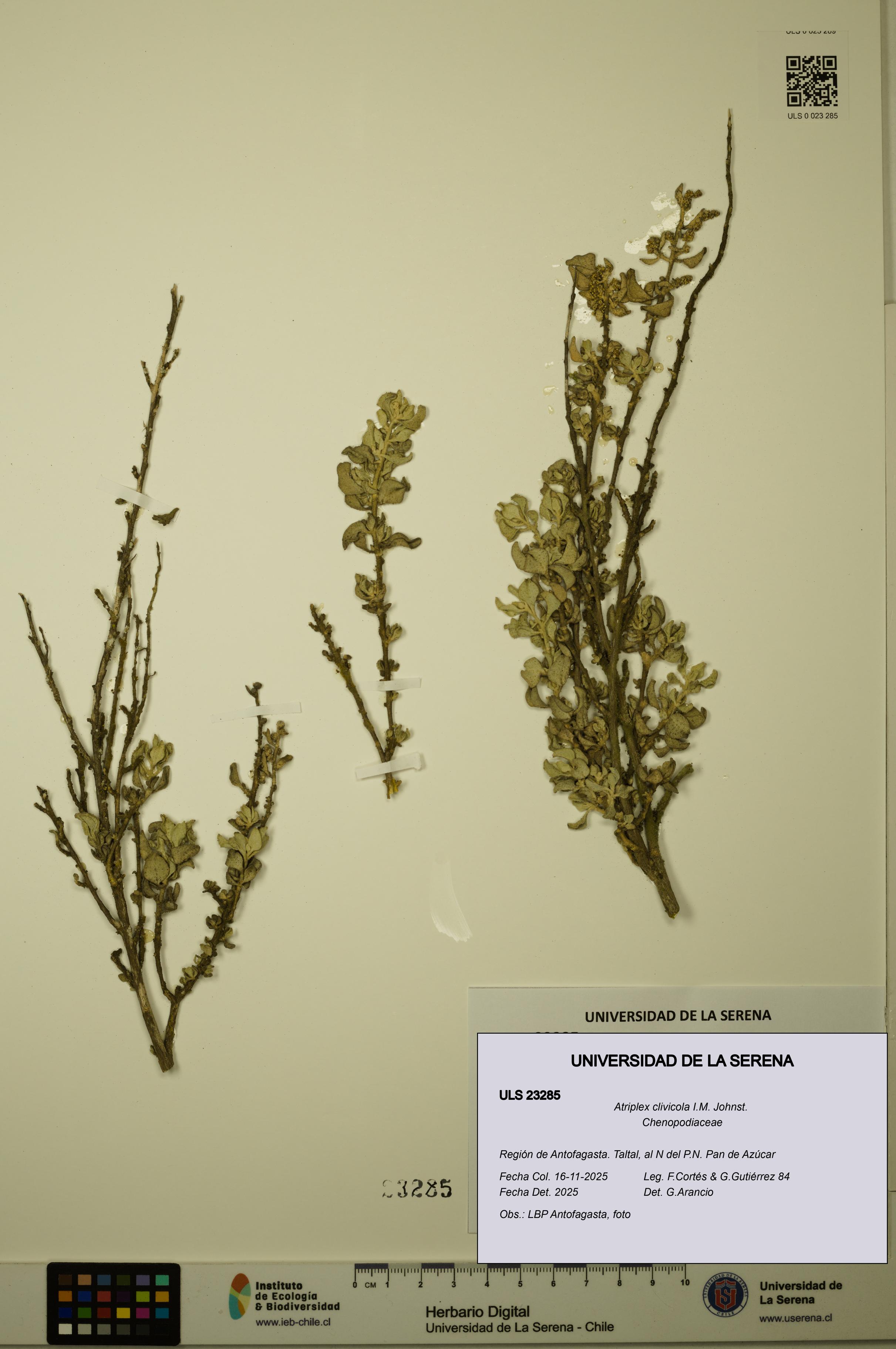 Atriplex clivicola [Espécimen: ULS:ULS:0023285]