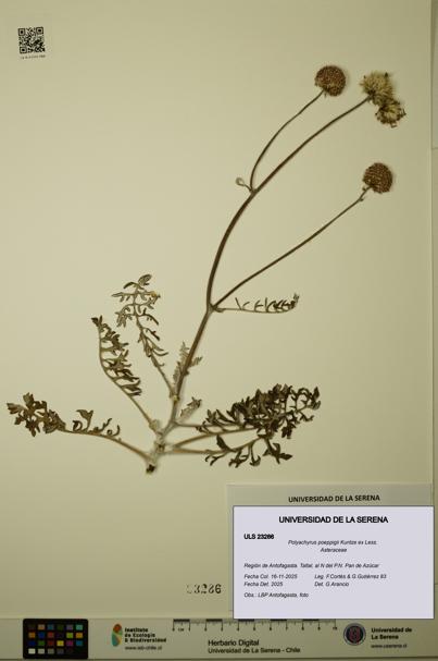 Polyachyrus poeppigii [Espécimen: ULS:ULS:0023286]