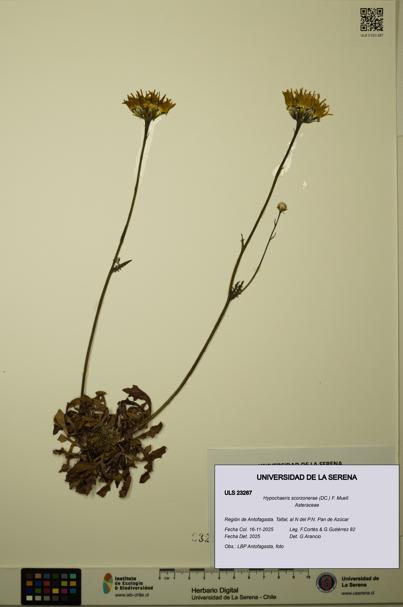 Hypochaeris scorzonerae [Espécimen: ULS:ULS:0023287]