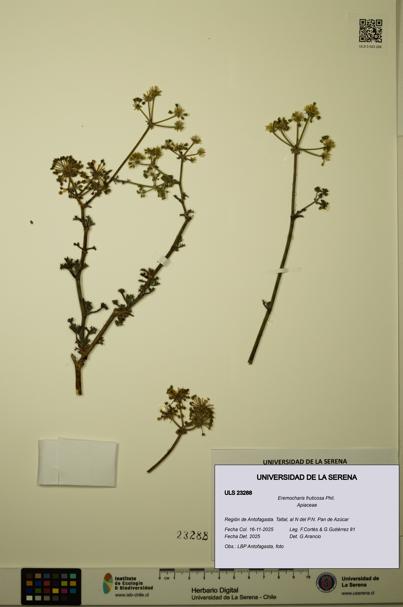 Eremocharis fruticosa [Espécimen: ULS:ULS:0023288]