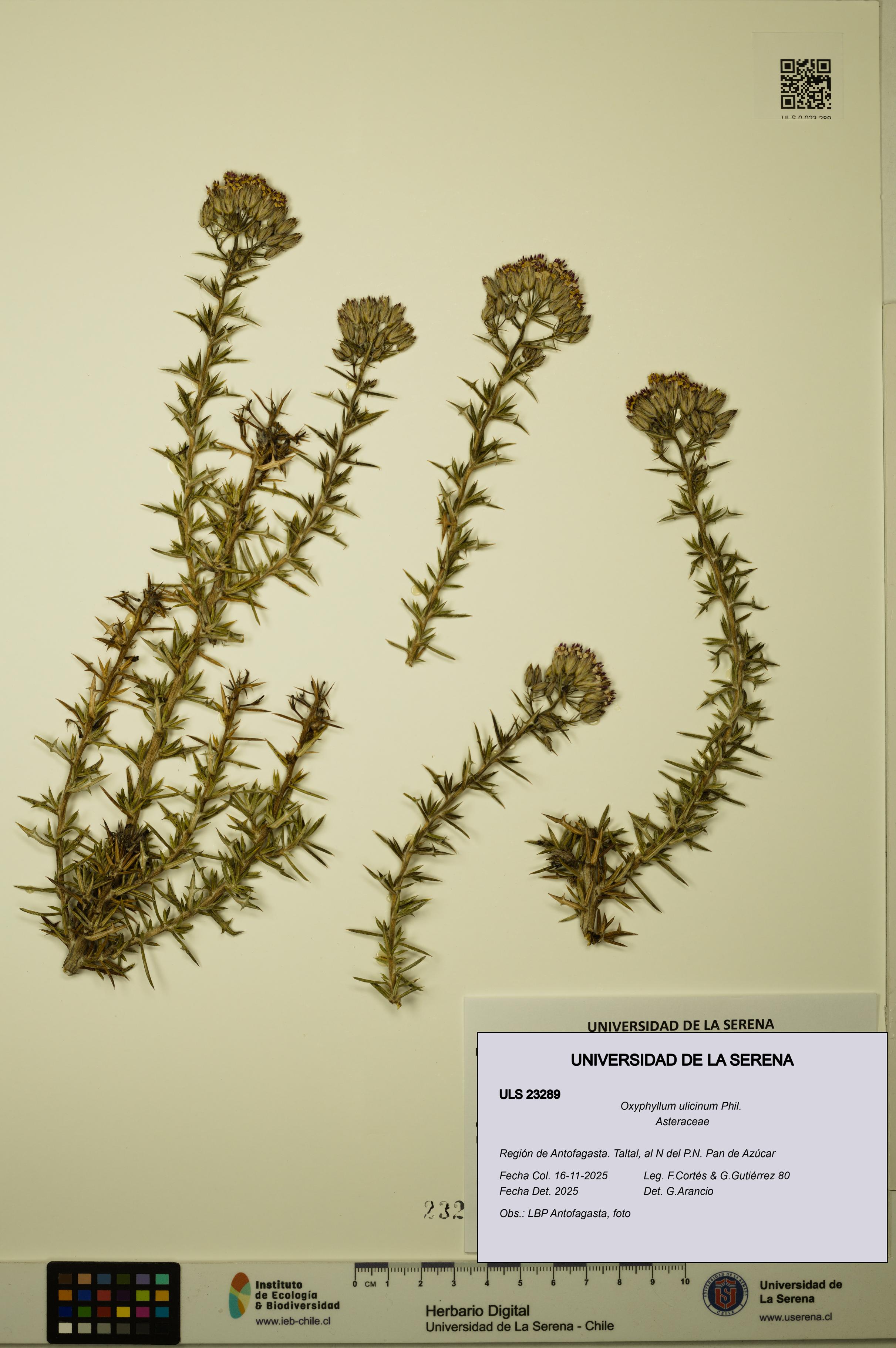 Oxyphyllum ulicinum [Espécimen: ]