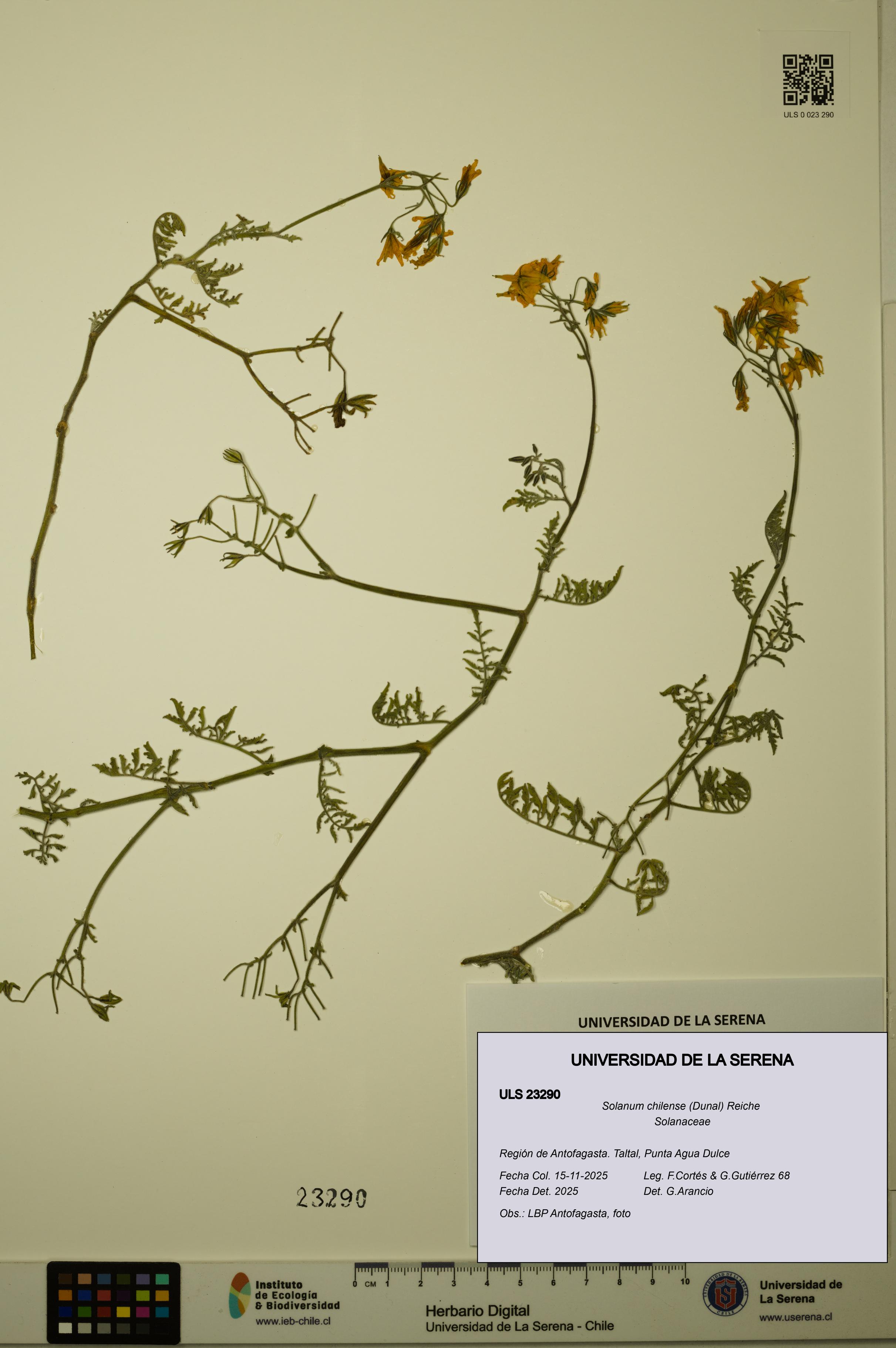 Solanum chilense [Espécimen: ULS:ULS:0023290]