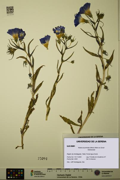 Nolana acuminata [Espécimen: ULS:ULS:0023291]