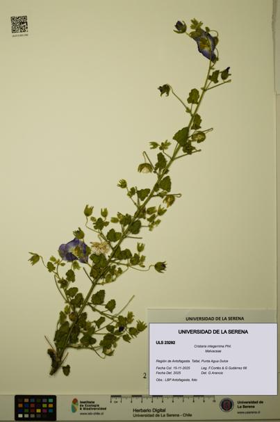 Cristaria integerrima [Espécimen: ULS:ULS:0023292]