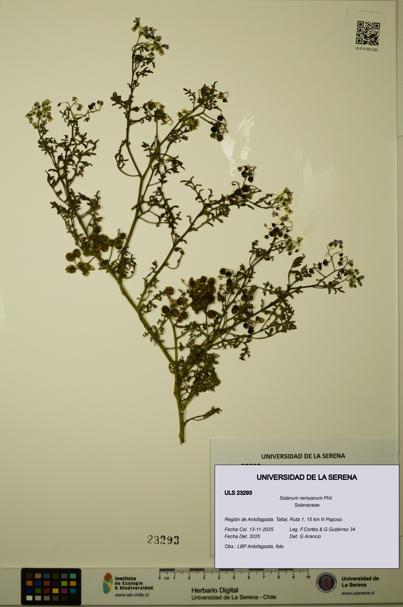 Solanum remyanum [Espécimen: ULS:ULS:0023293]
