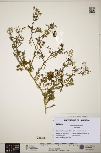Solanum remyanum [Espécimen: ]