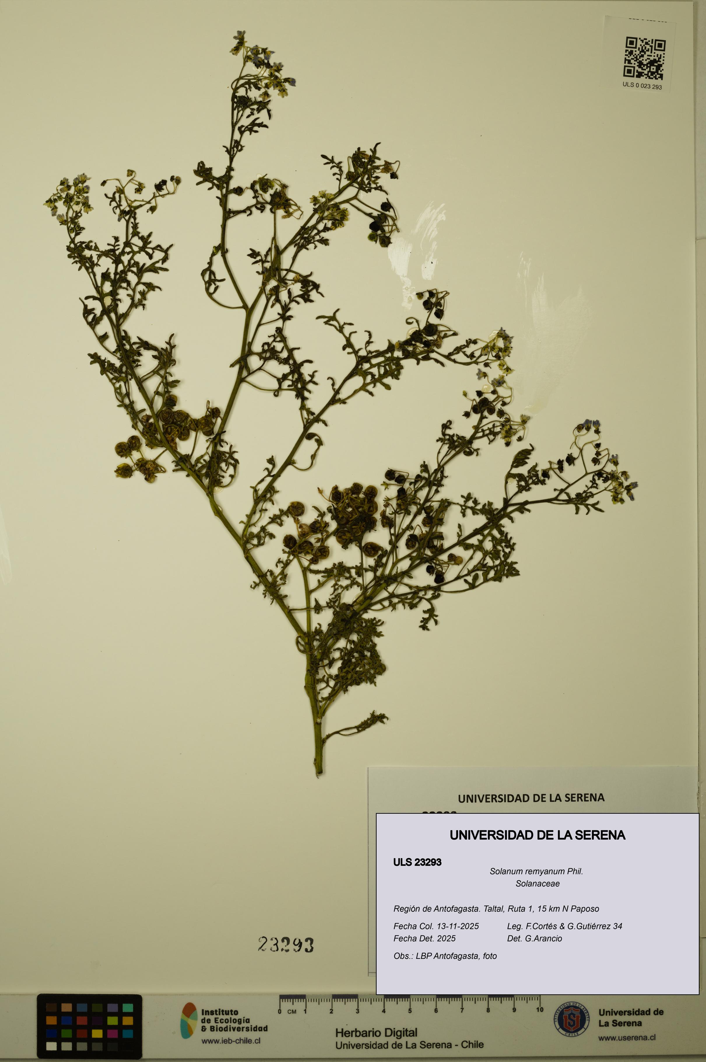 Solanum remyanum [Espécimen: ULS:ULS:0023293]