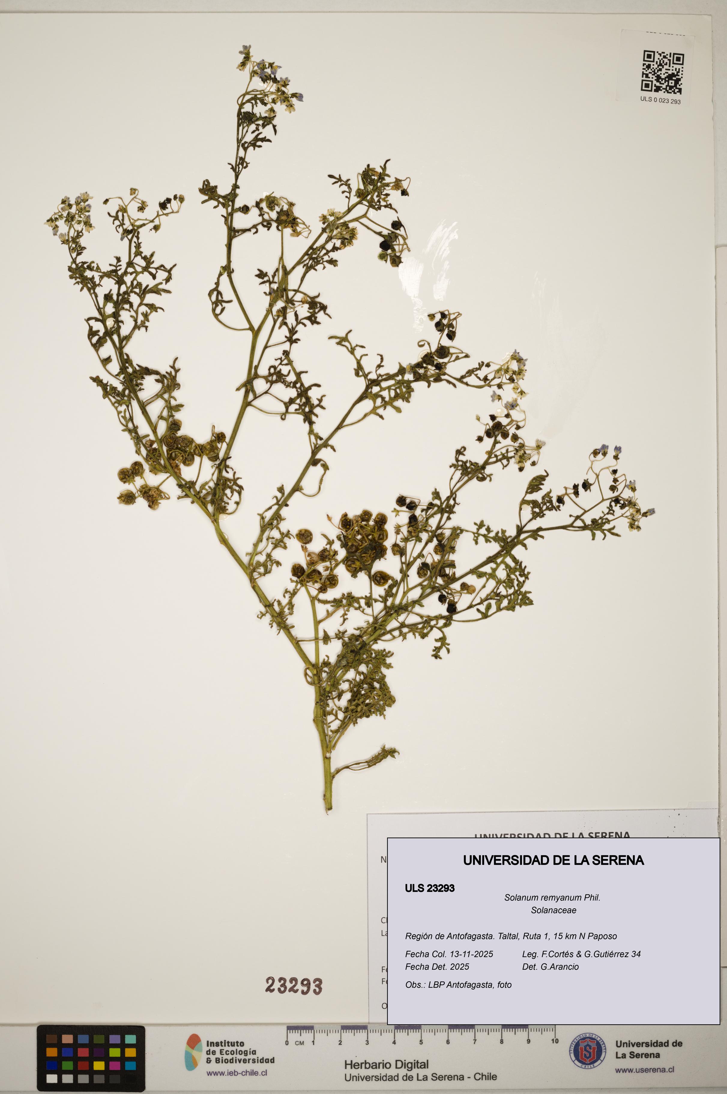 Solanum remyanum [Espécimen: ]