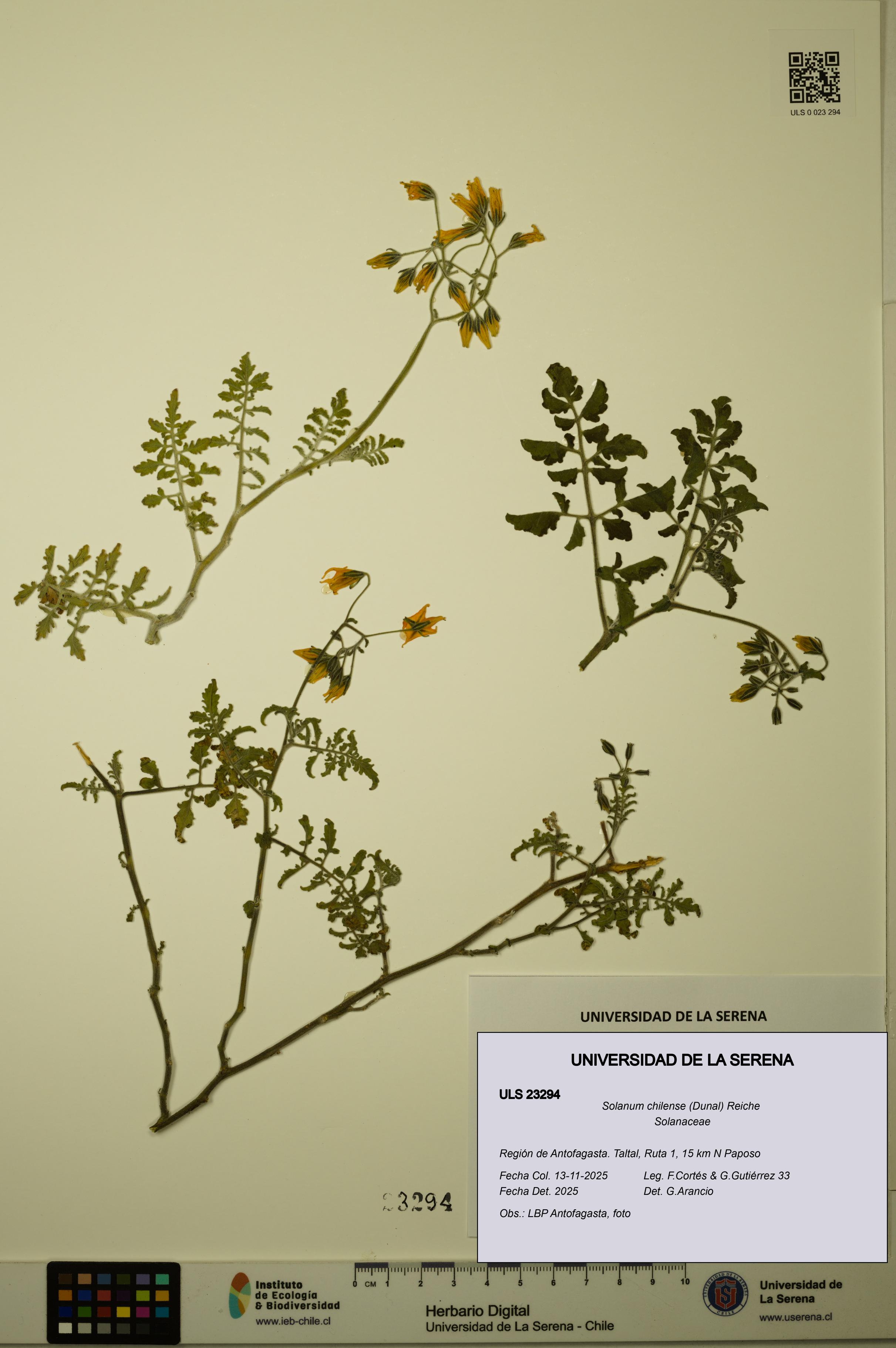 Solanum chilense [Espécimen: ULS:ULS:0023294]