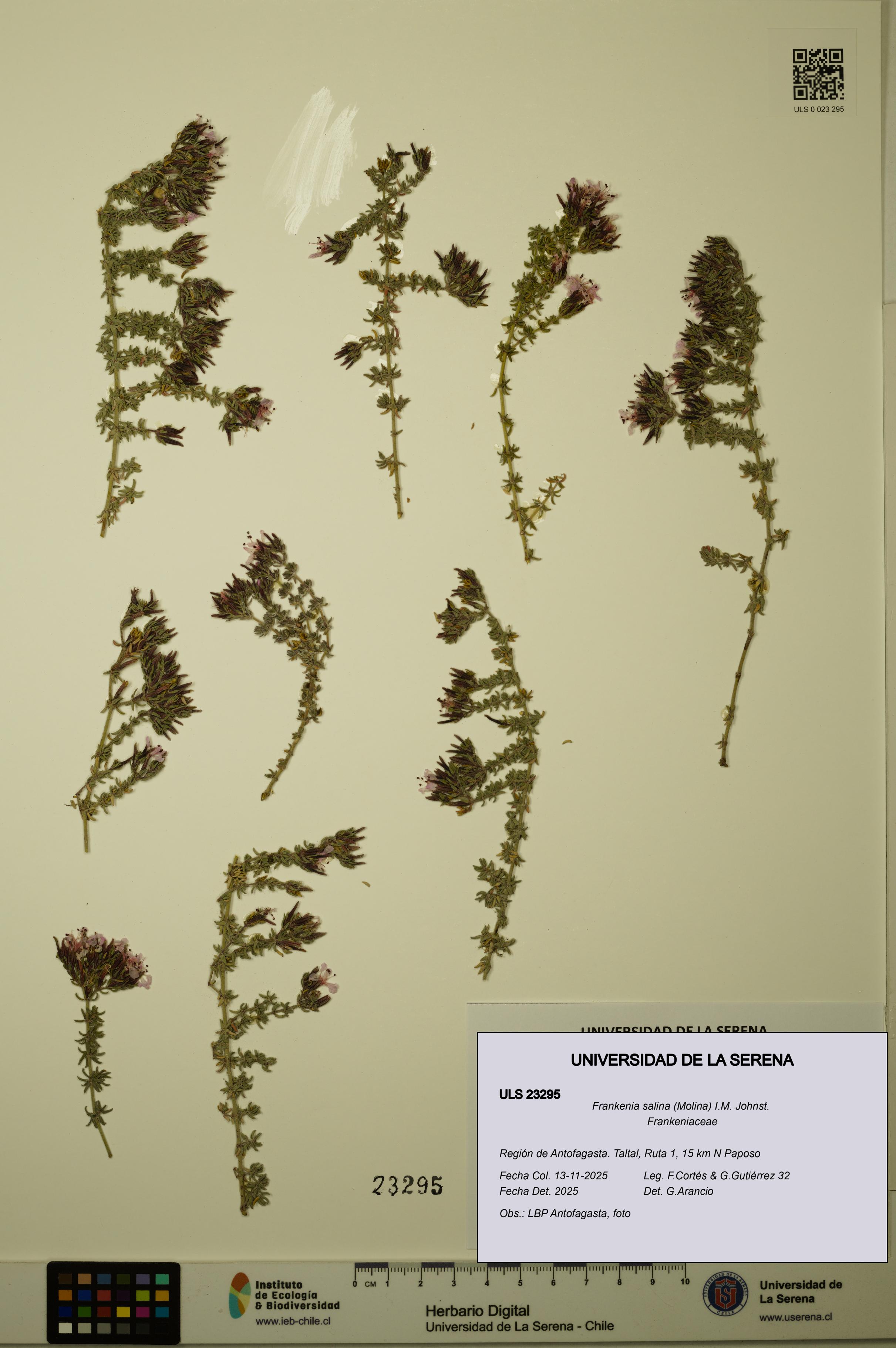 Frankenia salina [Espécimen: ULS:ULS:0023295]