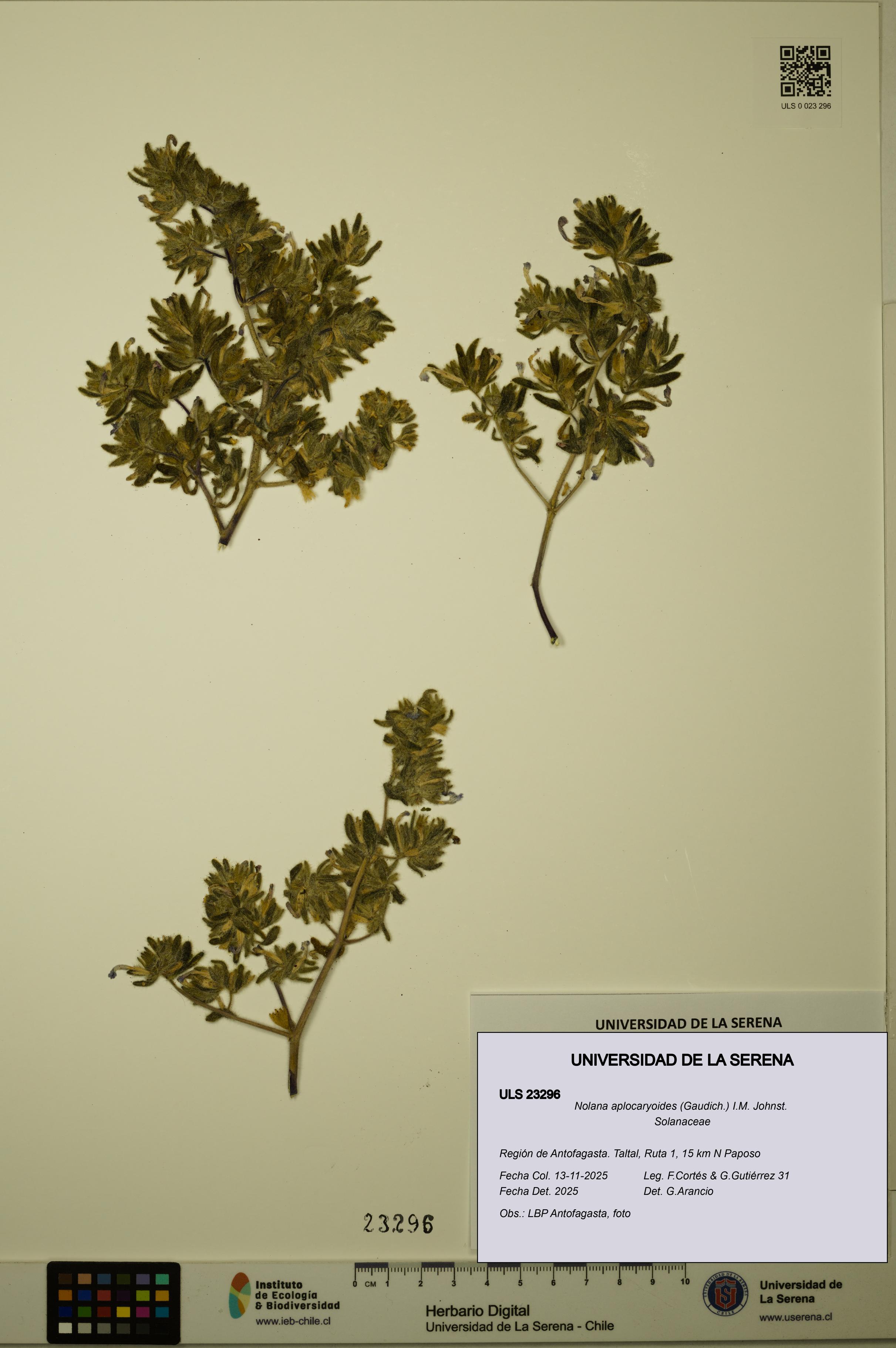 Nolana aplocaryoides [Espécimen: ULS:ULS:0023296]