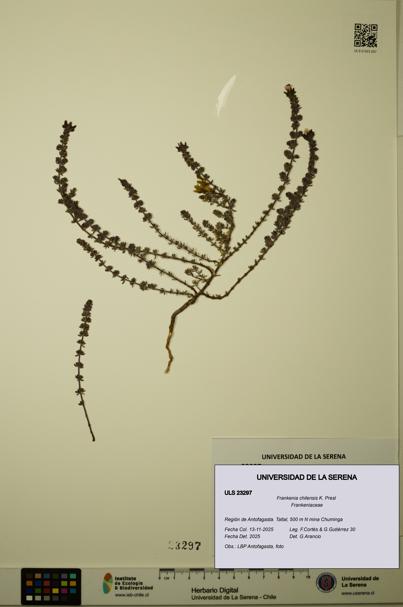 Frankenia chilensis [Espécimen: ULS:ULS:0023297]