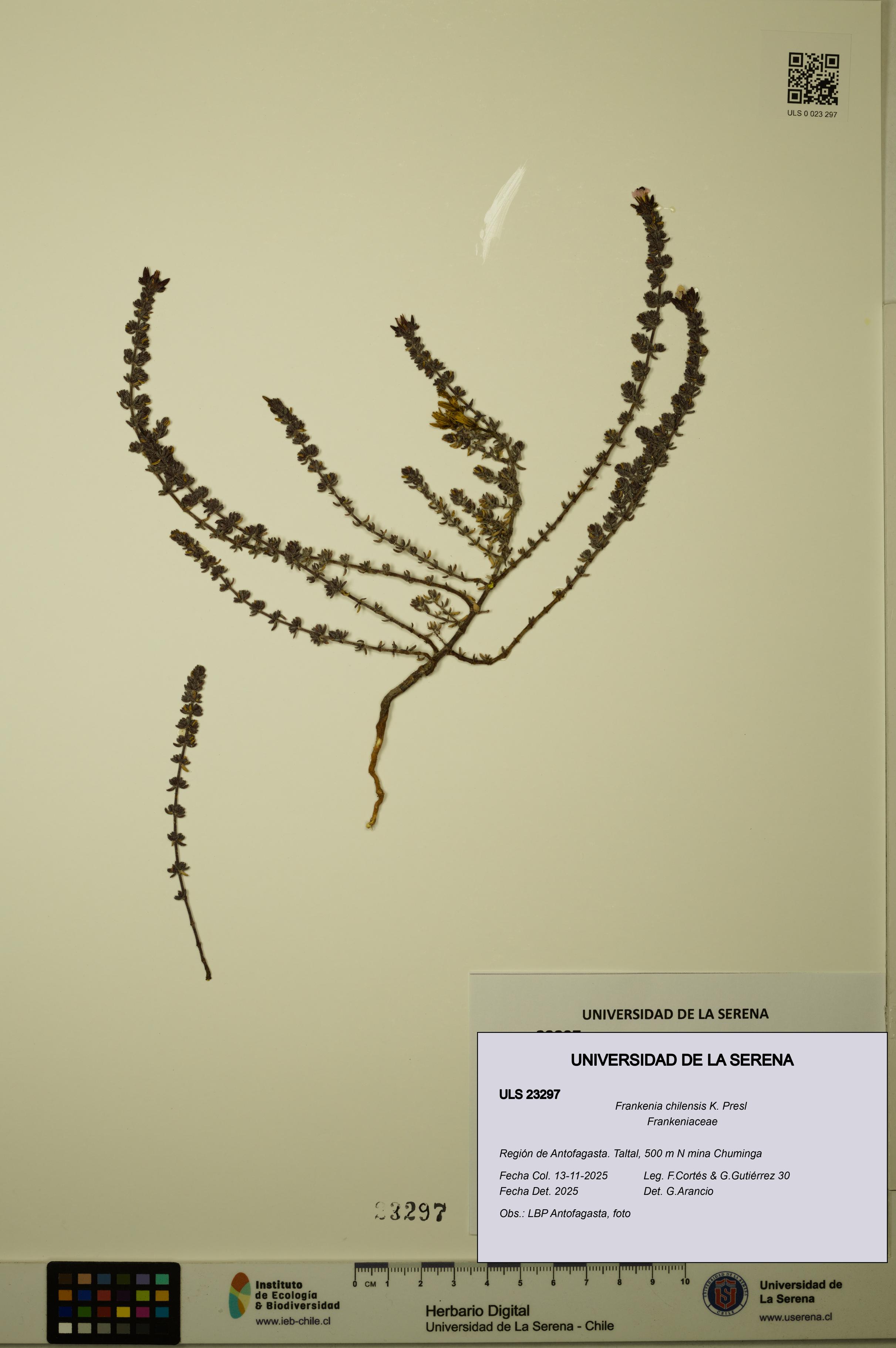 Frankenia chilensis [Espécimen: ULS:ULS:0023297]