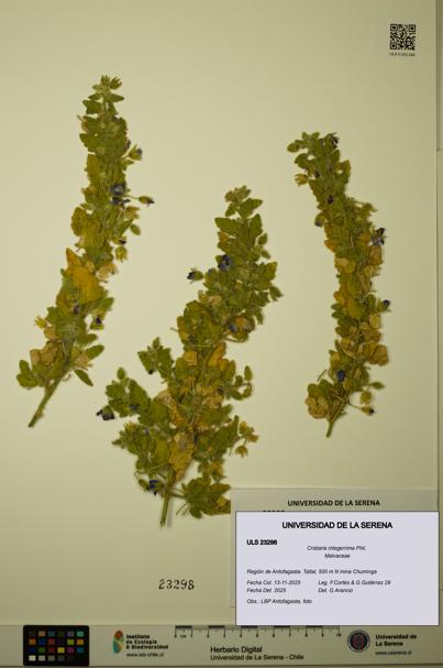 Cristaria integerrima [Espécimen: ULS:ULS:0023298]