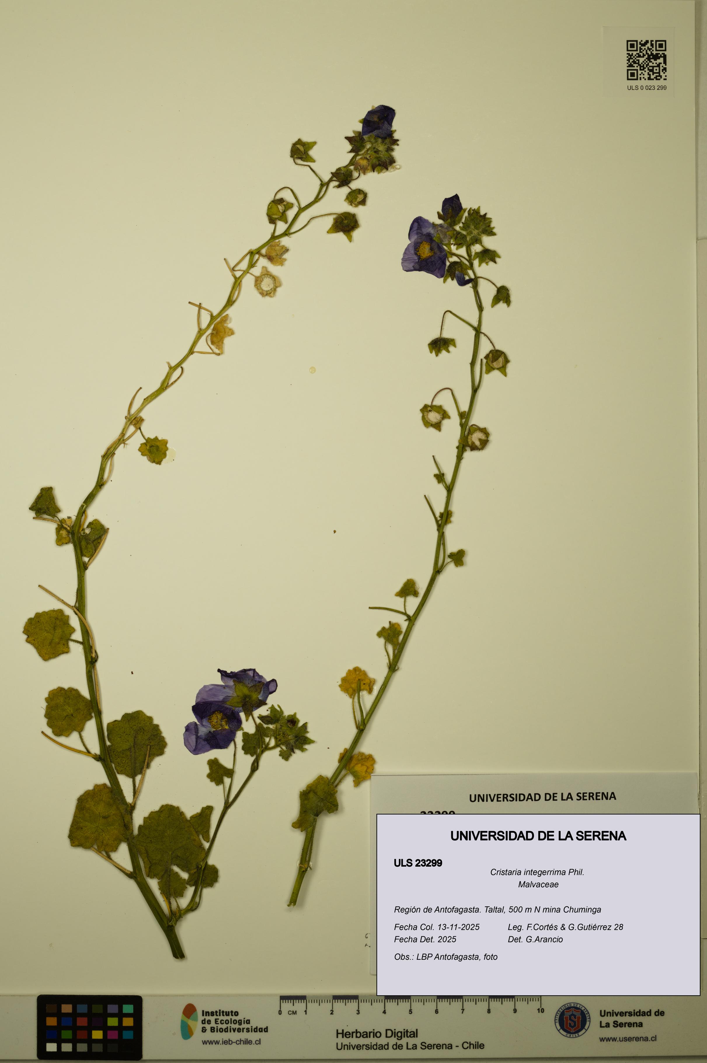 Cristaria integerrima [Espécimen: ULS:ULS:0023299]