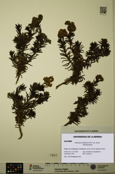 Heliotropium taltalense [Espécimen: ULS:ULS:0023300]