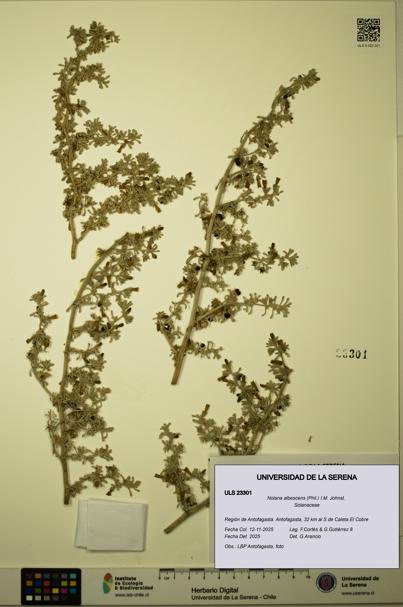 Nolana albescens [Espécimen: ULS:ULS:0023301]