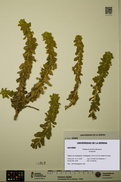 Tetragonia maritima [Espécimen: ULS:ULS:0023302]