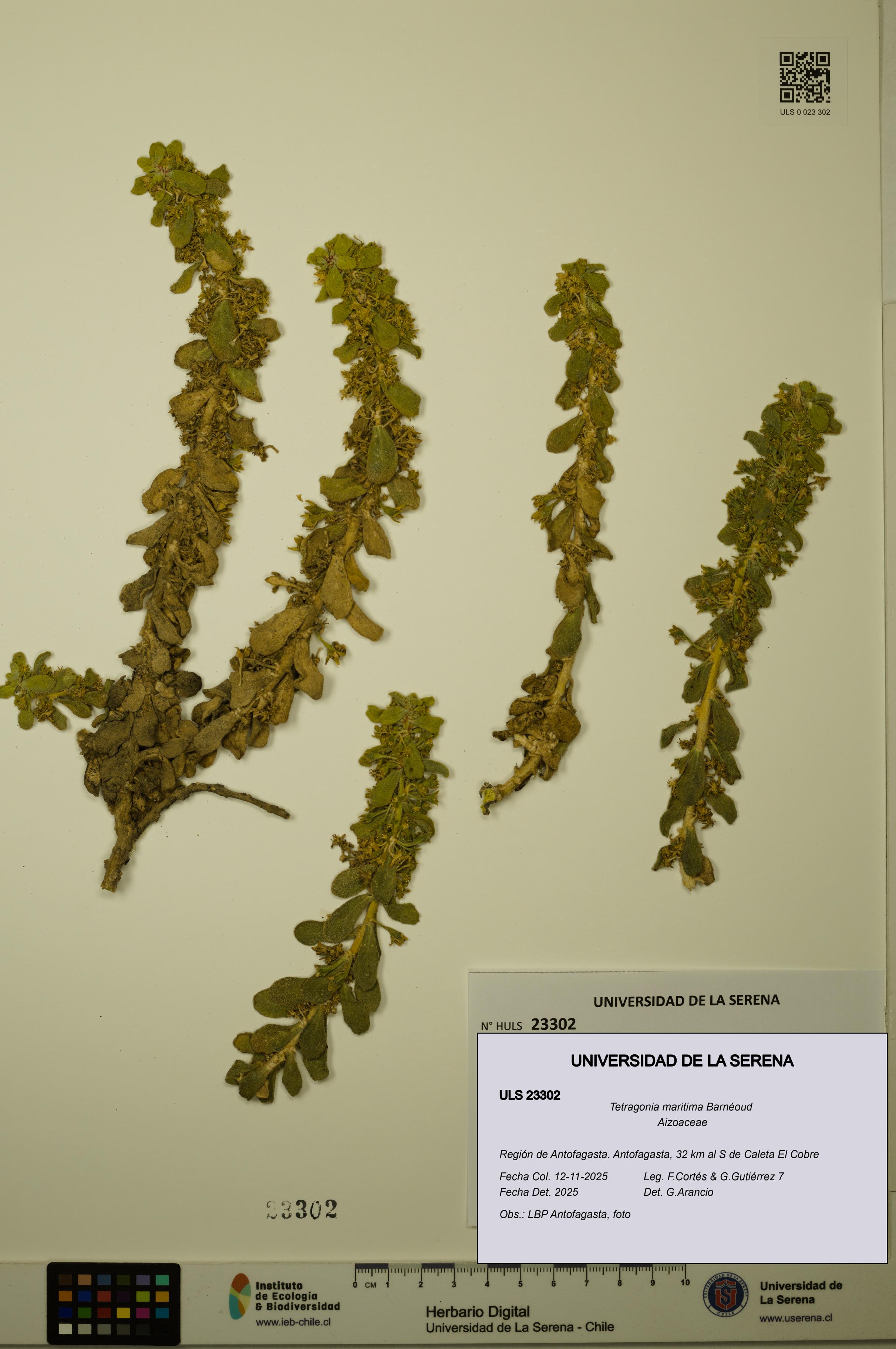 Tetragonia maritima [Espécimen: ULS:ULS:0023302]