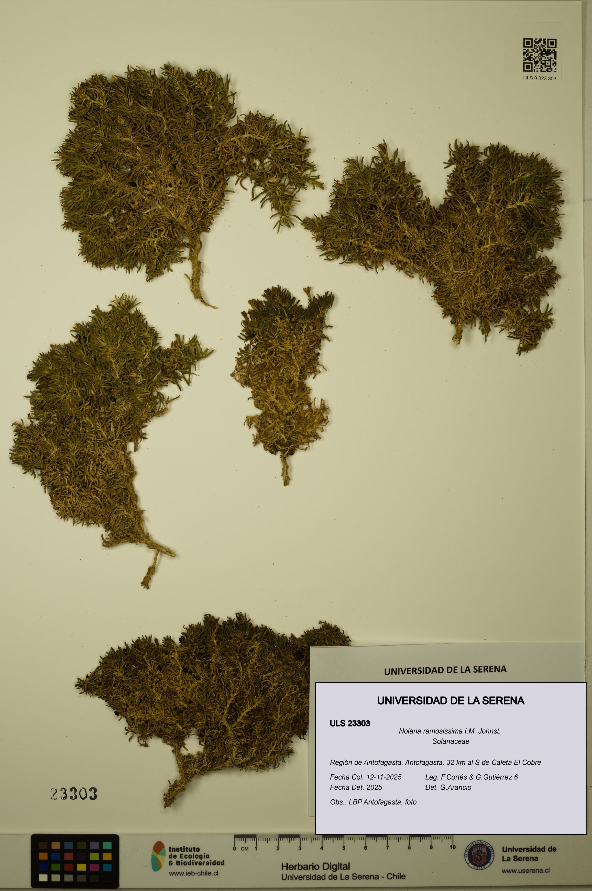 Nolana ramosissima [Espécimen: ULS:ULS:0023303]