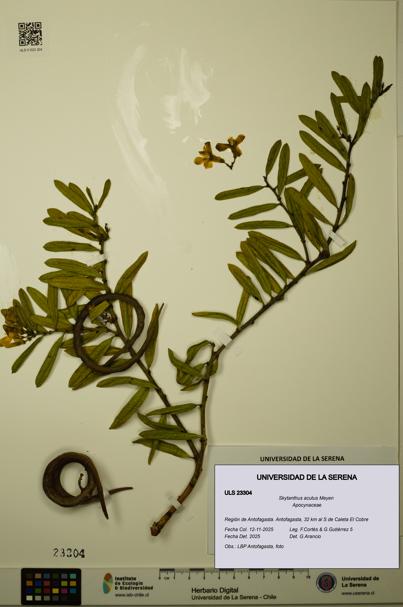 Skytanthus acutus [Espécimen: ULS:ULS:0023304]