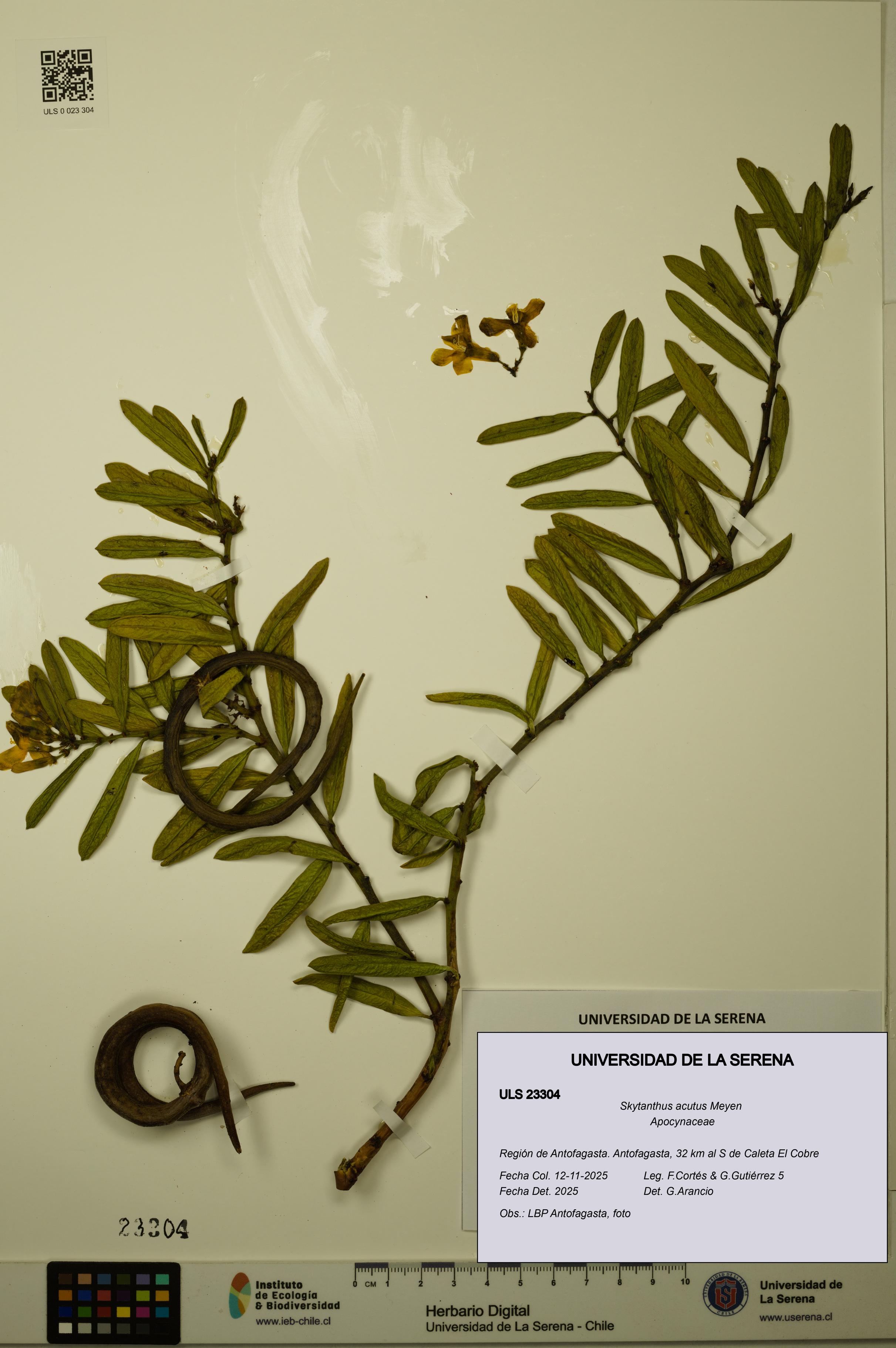 Skytanthus acutus [Espécimen: ULS:ULS:0023304]