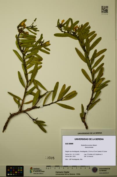 Skytanthus acutus [Espécimen: ULS:ULS:0023305]