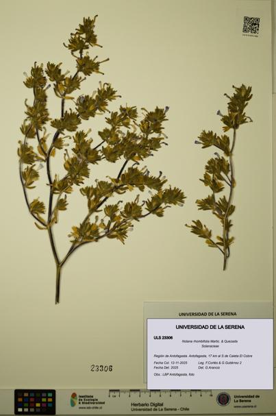 Nolana rhombifolia [Espécimen: ULS:ULS:0023306]