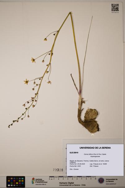 Oziroe biflora [Espécimen: ]