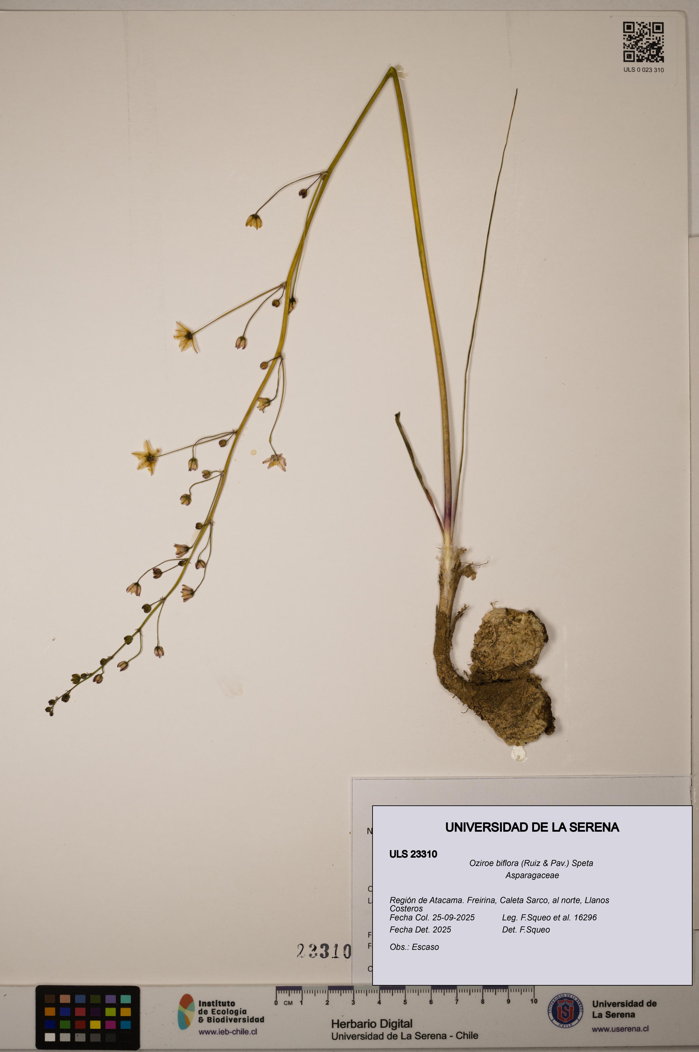 Oziroe biflora [Espécimen: ]