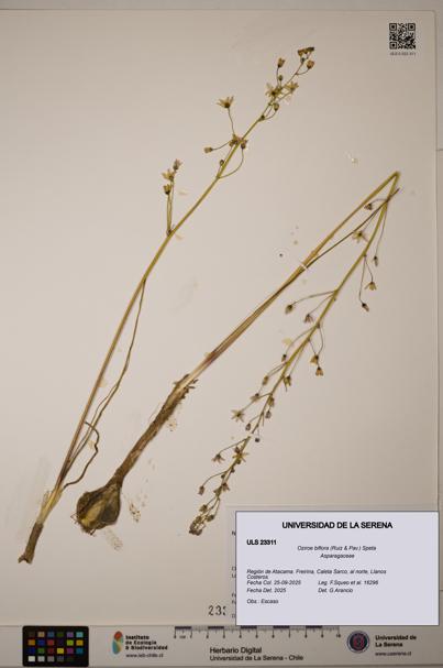 Oziroe biflora [Espécimen: ]
