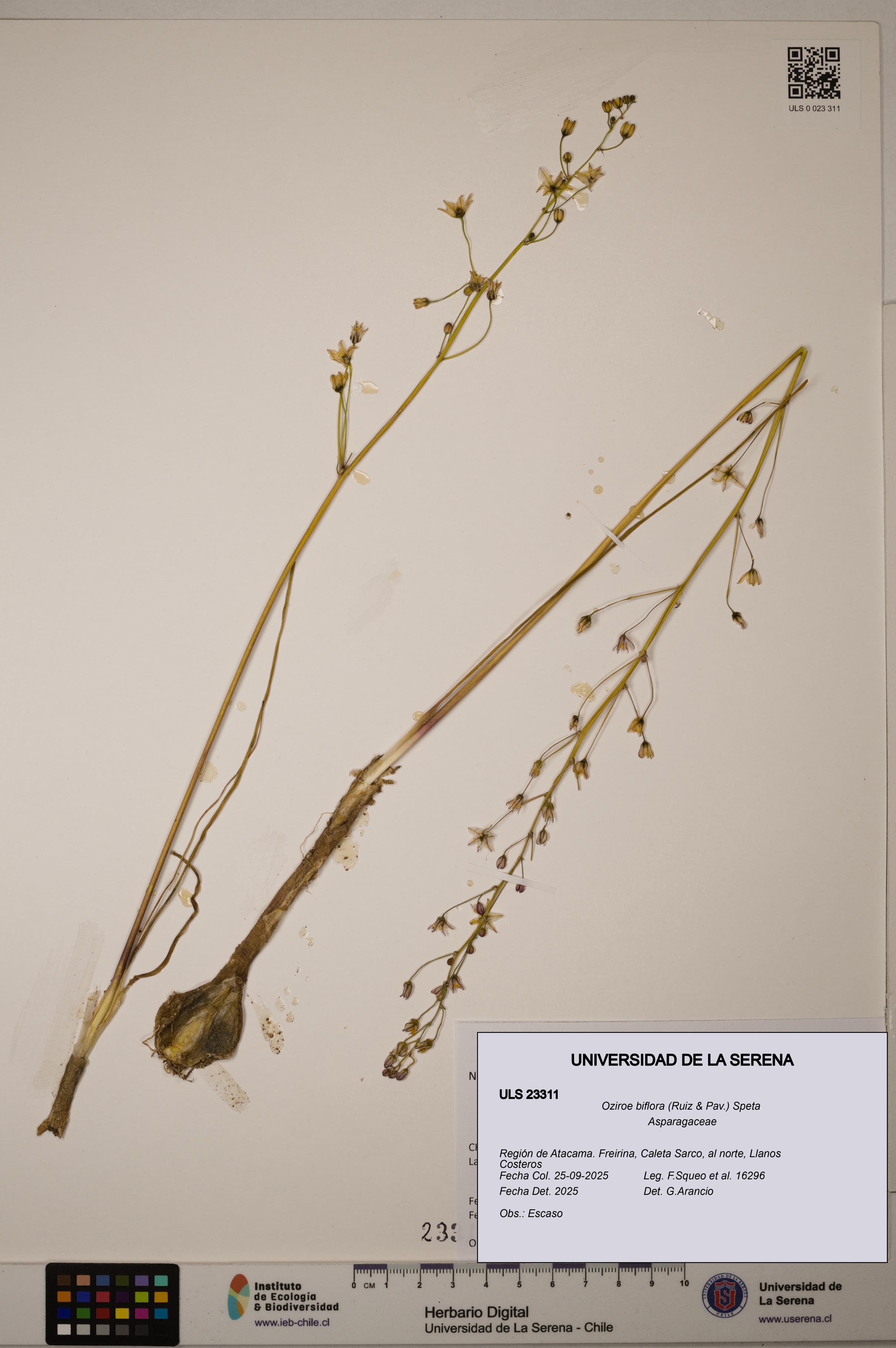 Oziroe biflora [Espécimen: ]