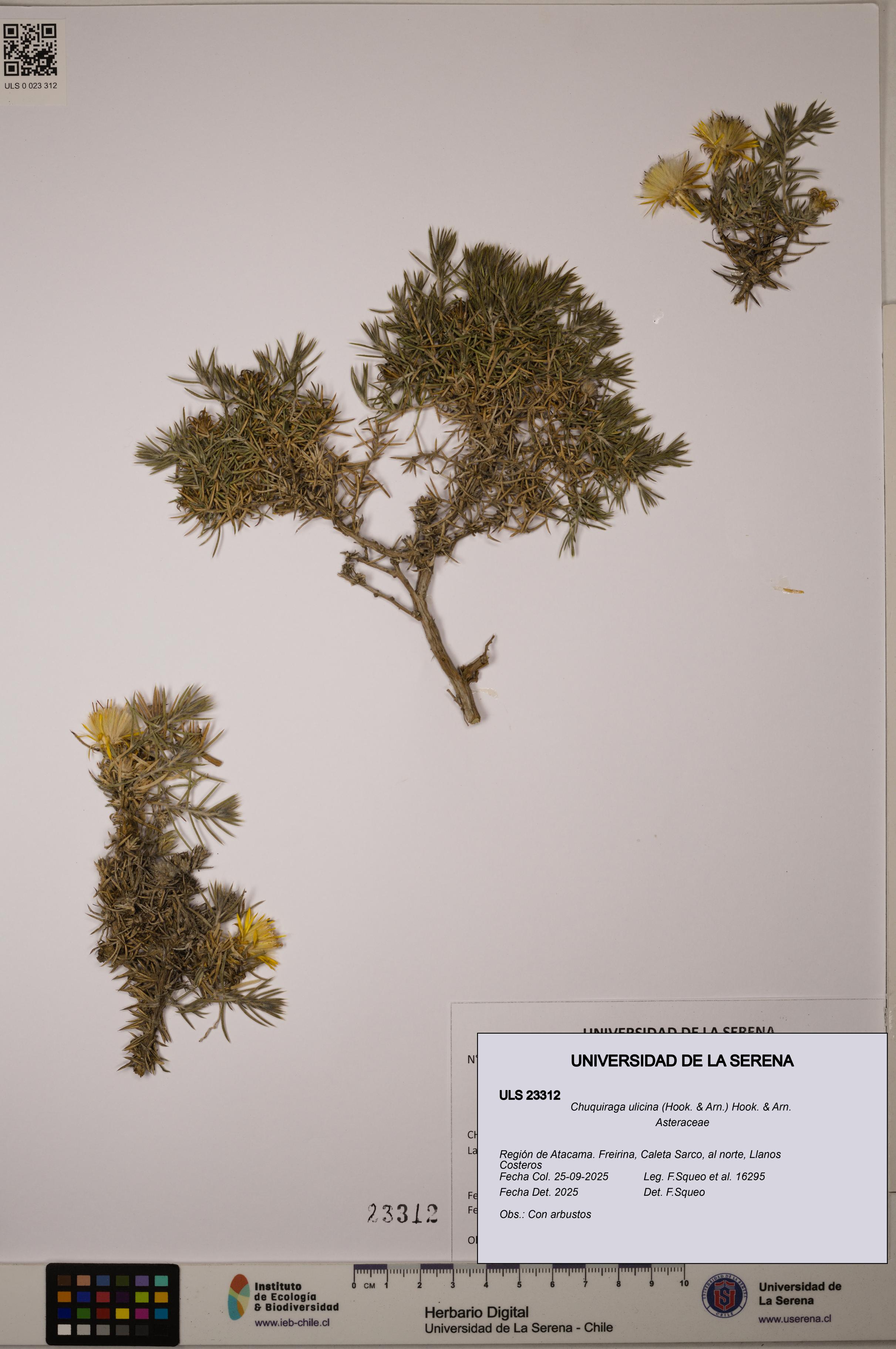 Chuquiraga ulicina [Espécimen: ]
