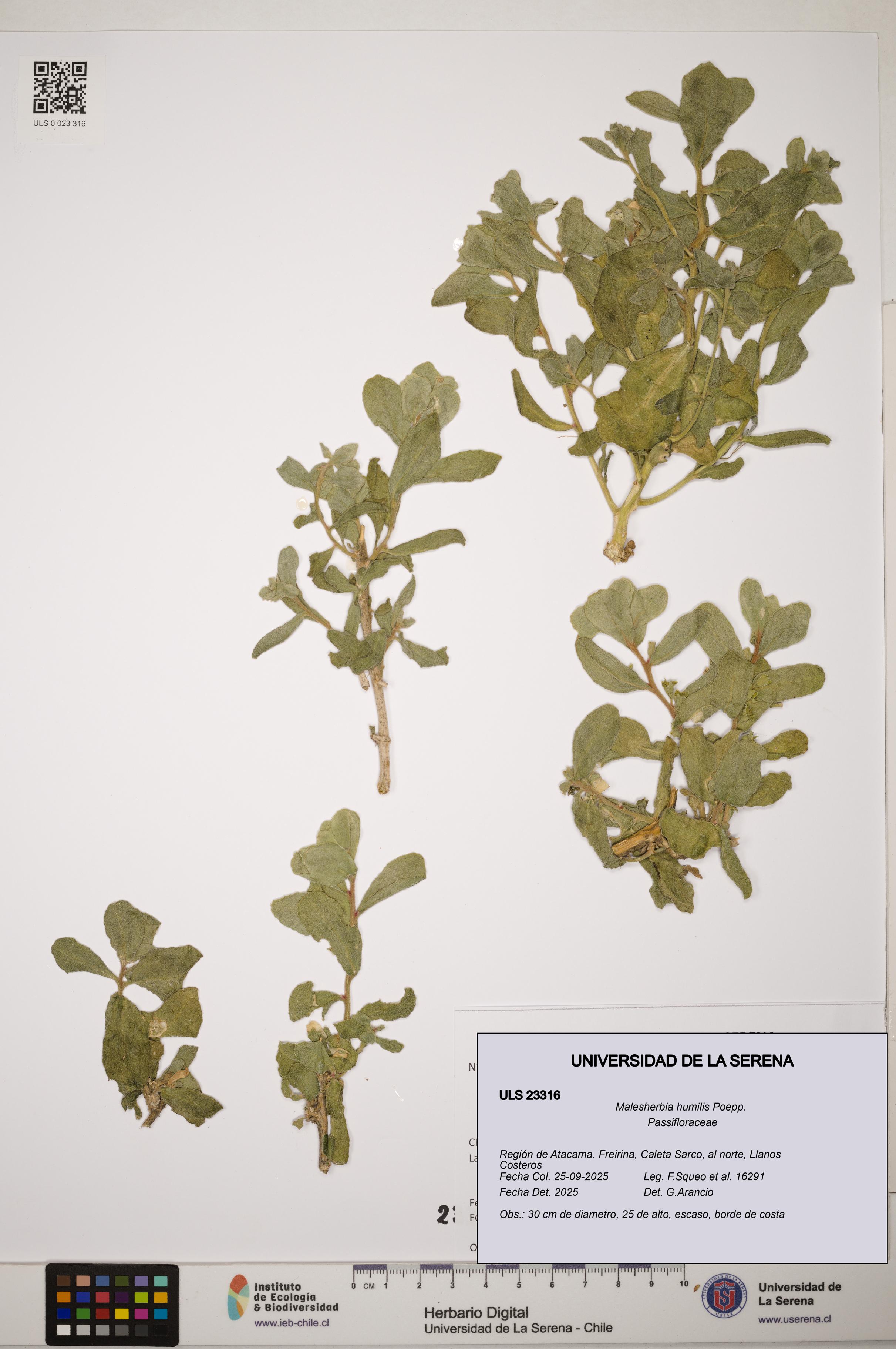 Malesherbia humilis [Espécimen: ]