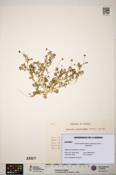 Cotula australis [Espécimen: ]
