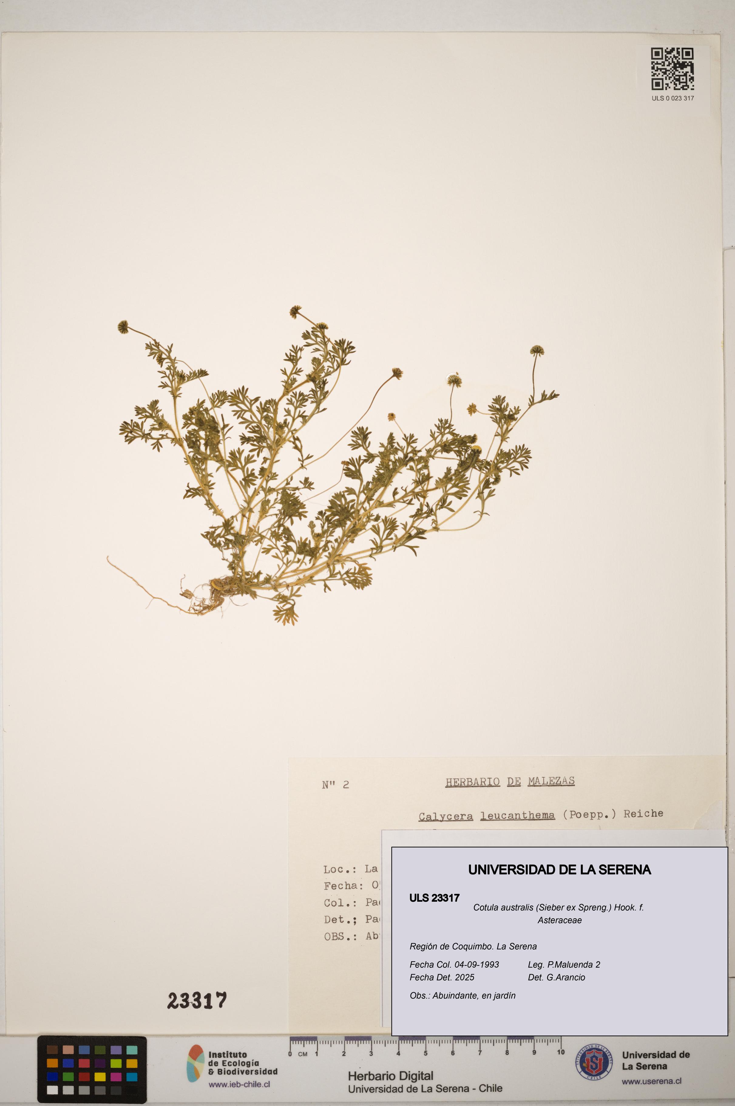 Cotula australis [Espécimen: ]