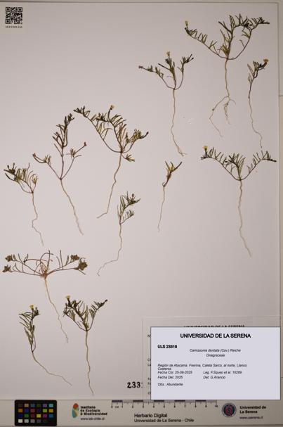 Camissonia dentata [Espécimen: ULS:ULS:0023318]