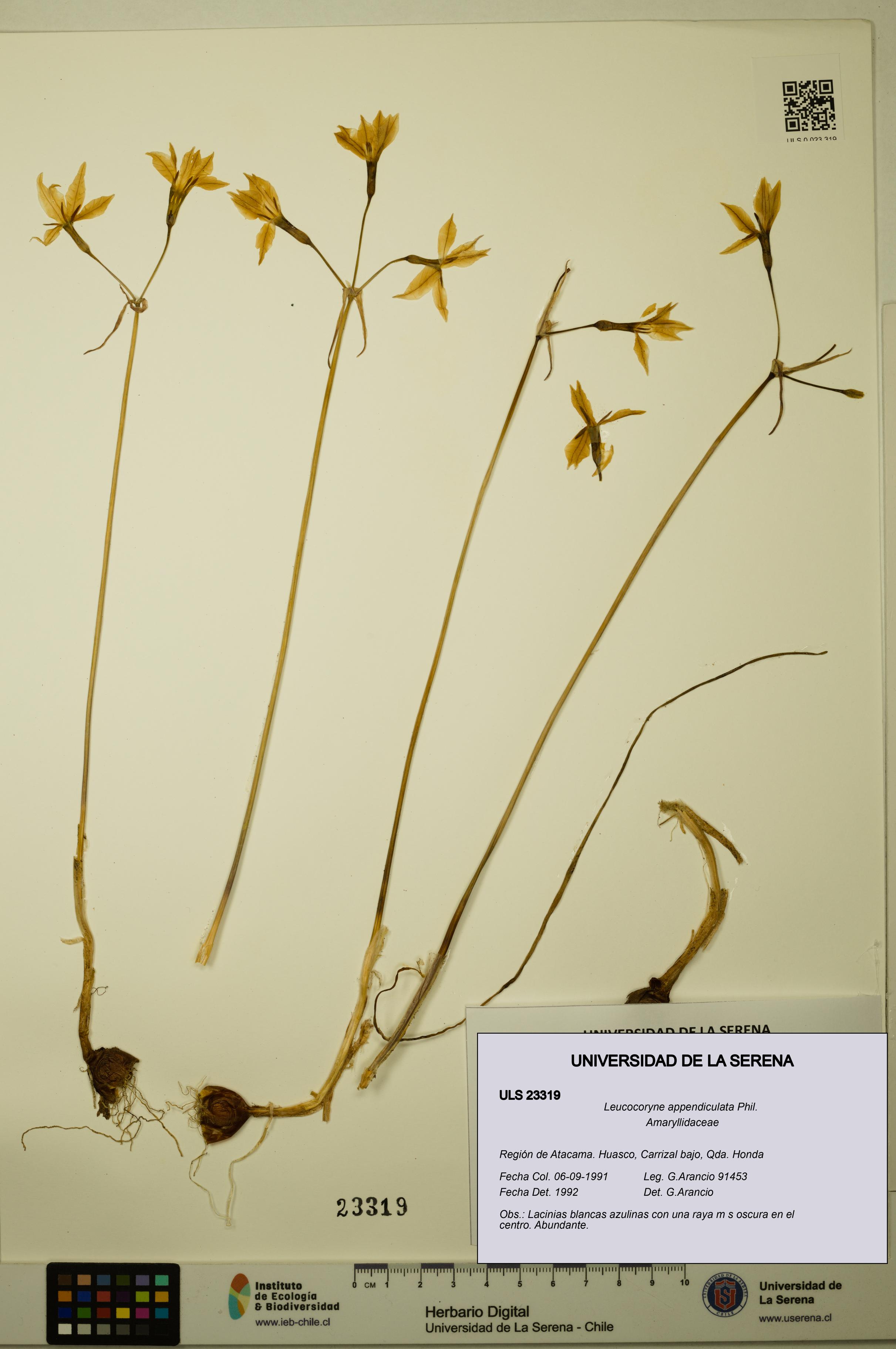 Leucocoryne appendiculata [Espécimen: ULS:ULS:0023319]