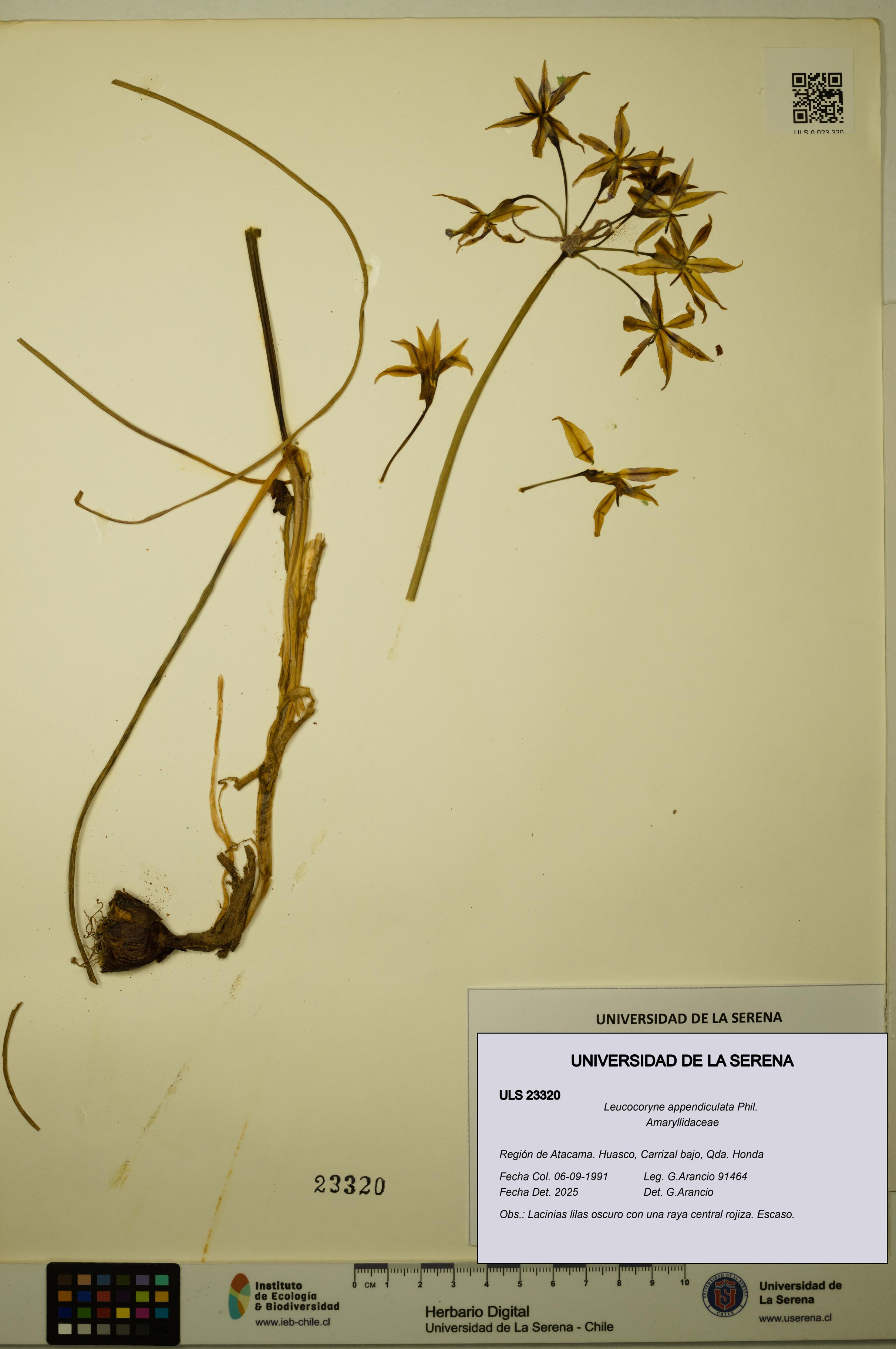 Leucocoryne appendiculata [Espécimen: ULS:ULS:0023320]