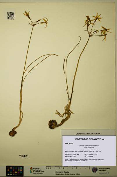 Leucocoryne appendiculata [Espécimen: ULS:ULS:0023321]