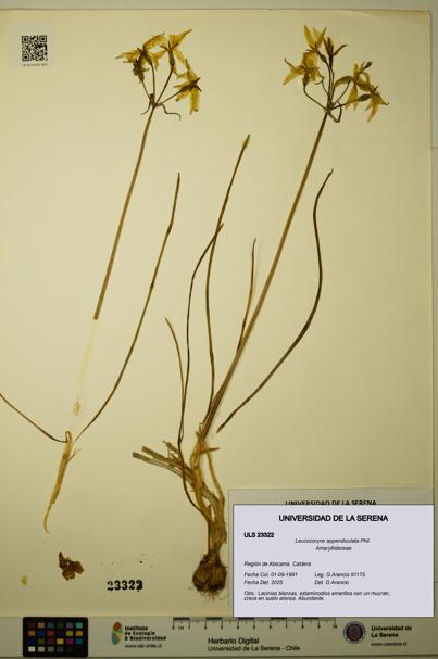 Leucocoryne appendiculata [Espécimen: ULS:ULS:0023322]