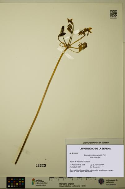 Leucocoryne appendiculata [Espécimen: ULS:ULS:0023323]