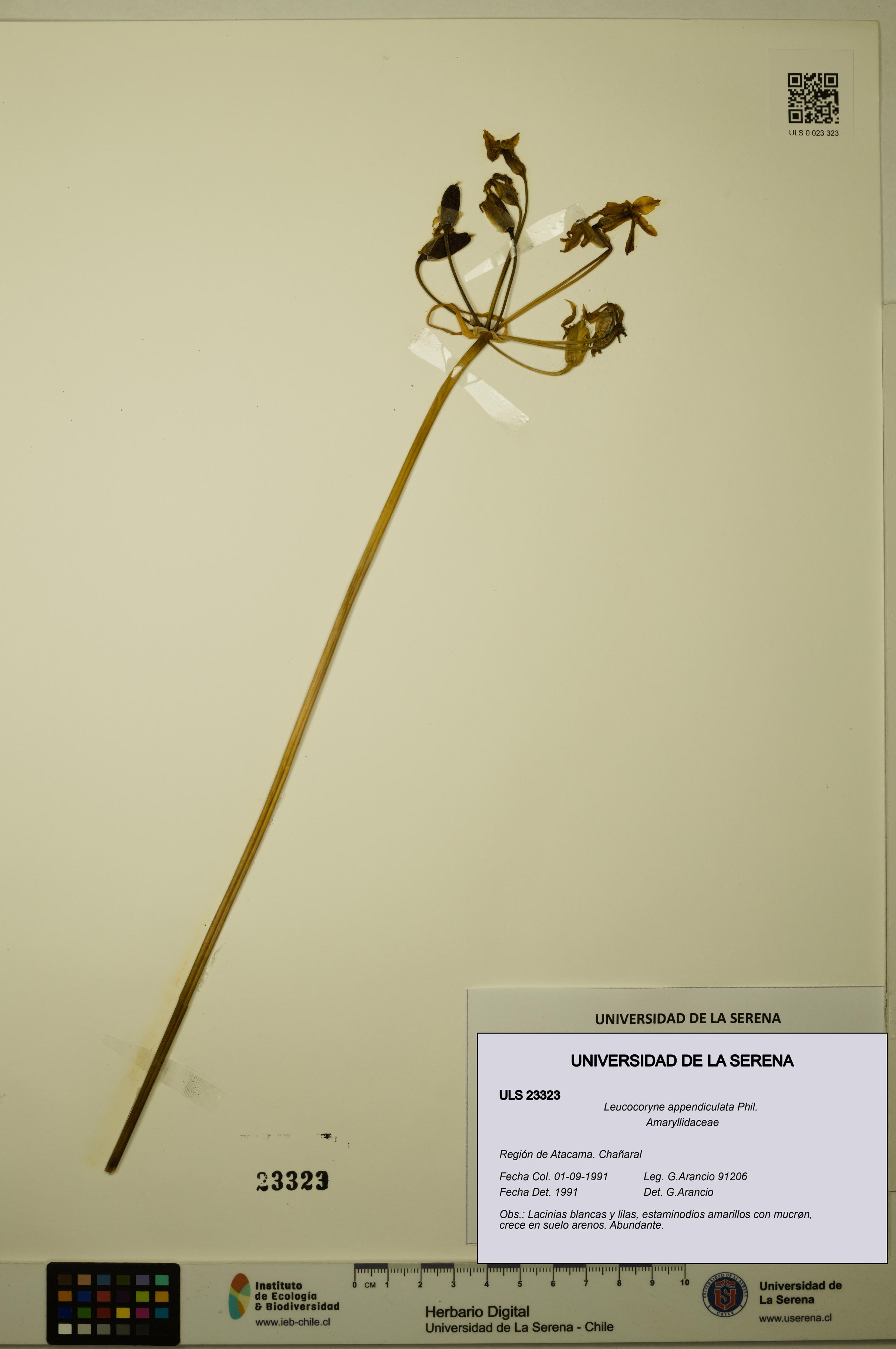 Leucocoryne appendiculata [Espécimen: ULS:ULS:0023323]