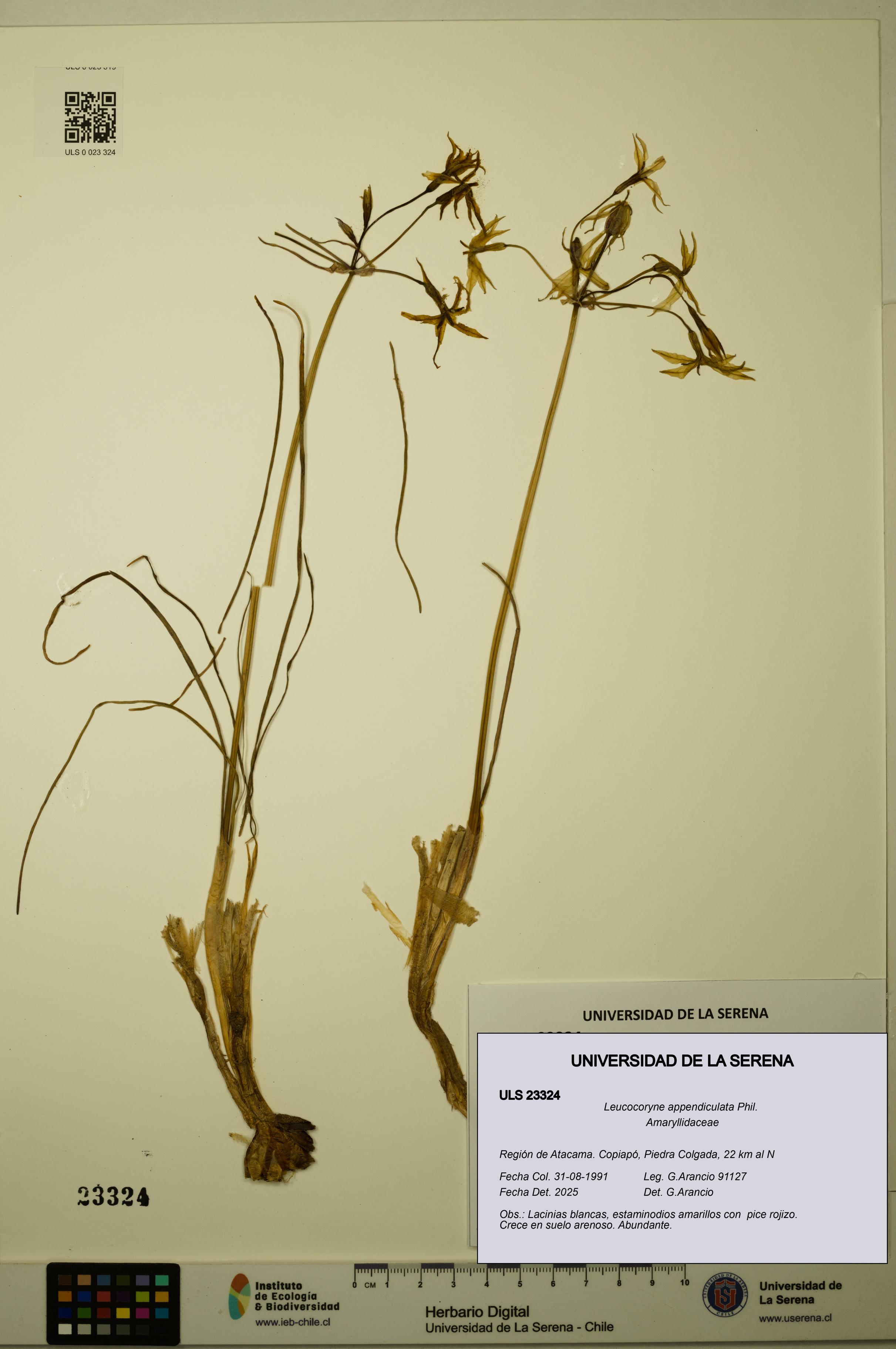 Leucocoryne appendiculata [Espécimen: ULS:ULS:0023324]