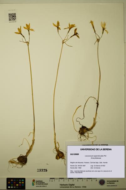 Leucocoryne appendiculata [Espécimen: ULS:ULS:0023325]