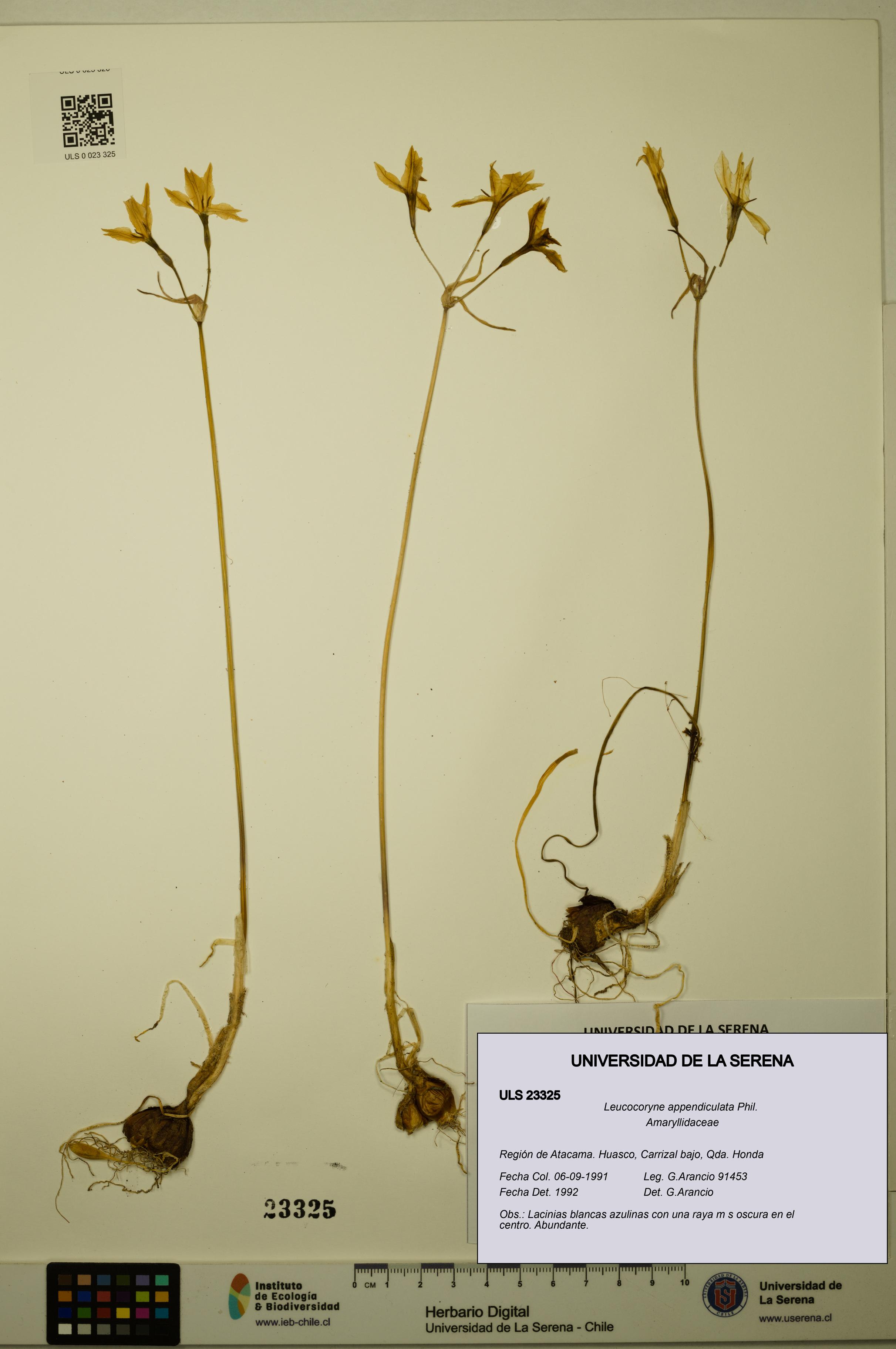 Leucocoryne appendiculata [Espécimen: ULS:ULS:0023325]